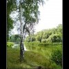 Эх березка