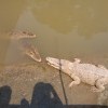 крокодайлы крокодайлы