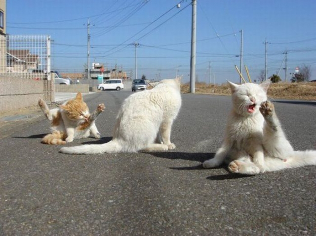 Банный день