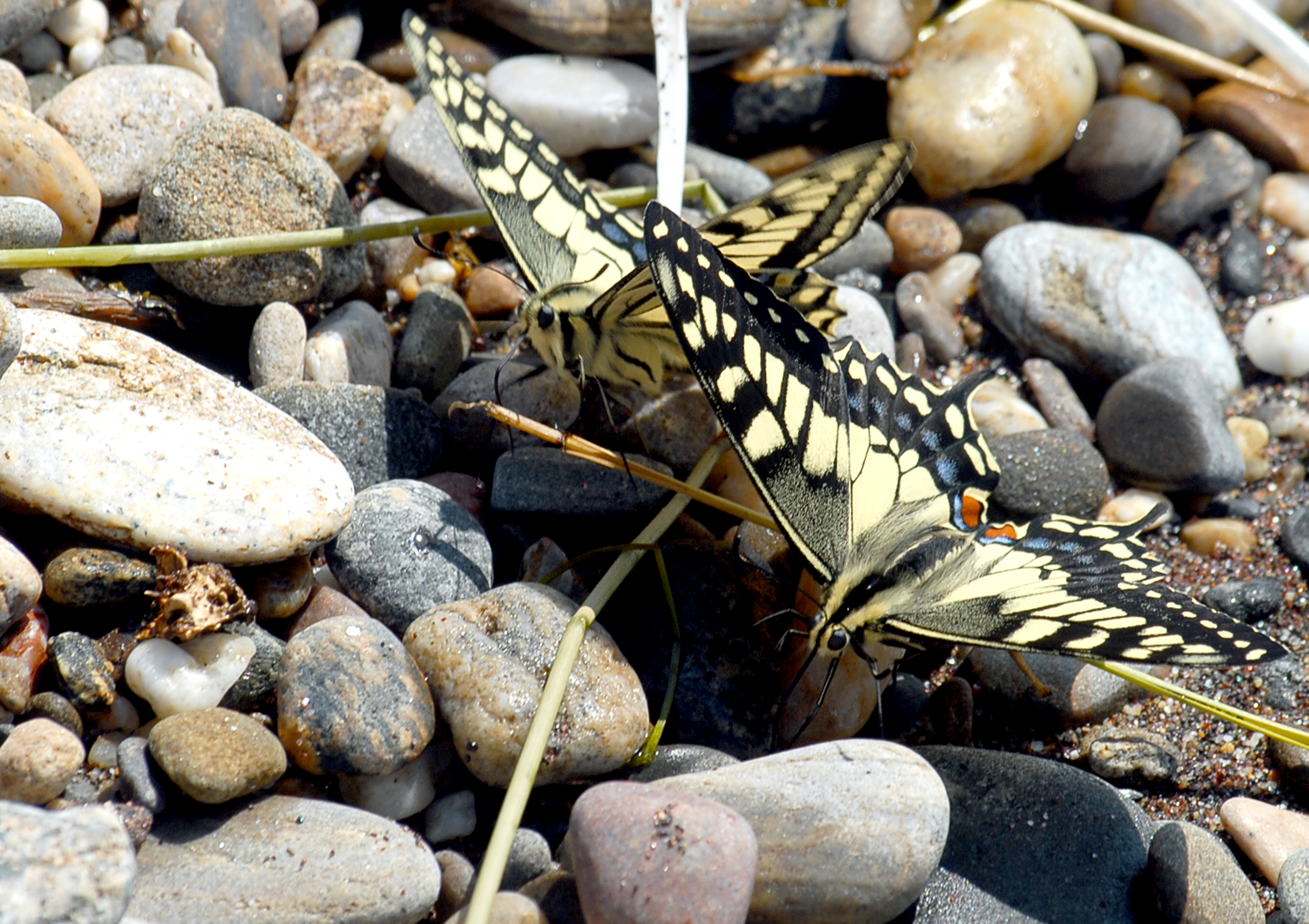 Baydarka-2011-fbchecheta-bolshie 69 4