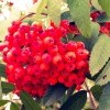 и никнет гроздь рябины желто-красной 