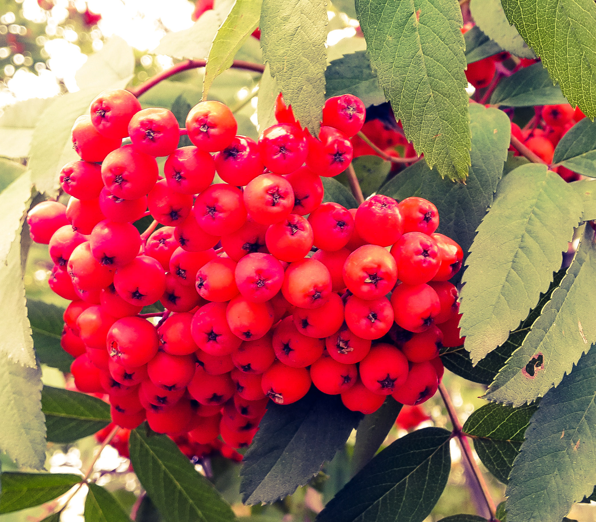 и никнет гроздь рябины желто-красной 