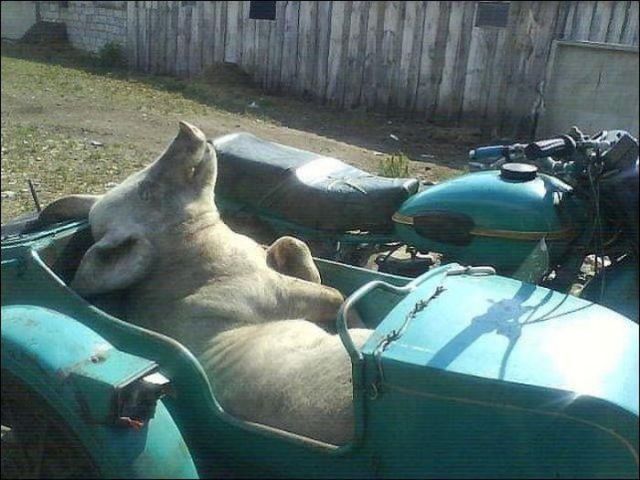 Пассажир