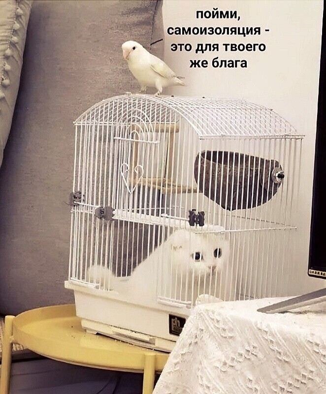 Самоизоляция