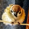 Angry bird или суровый воробей