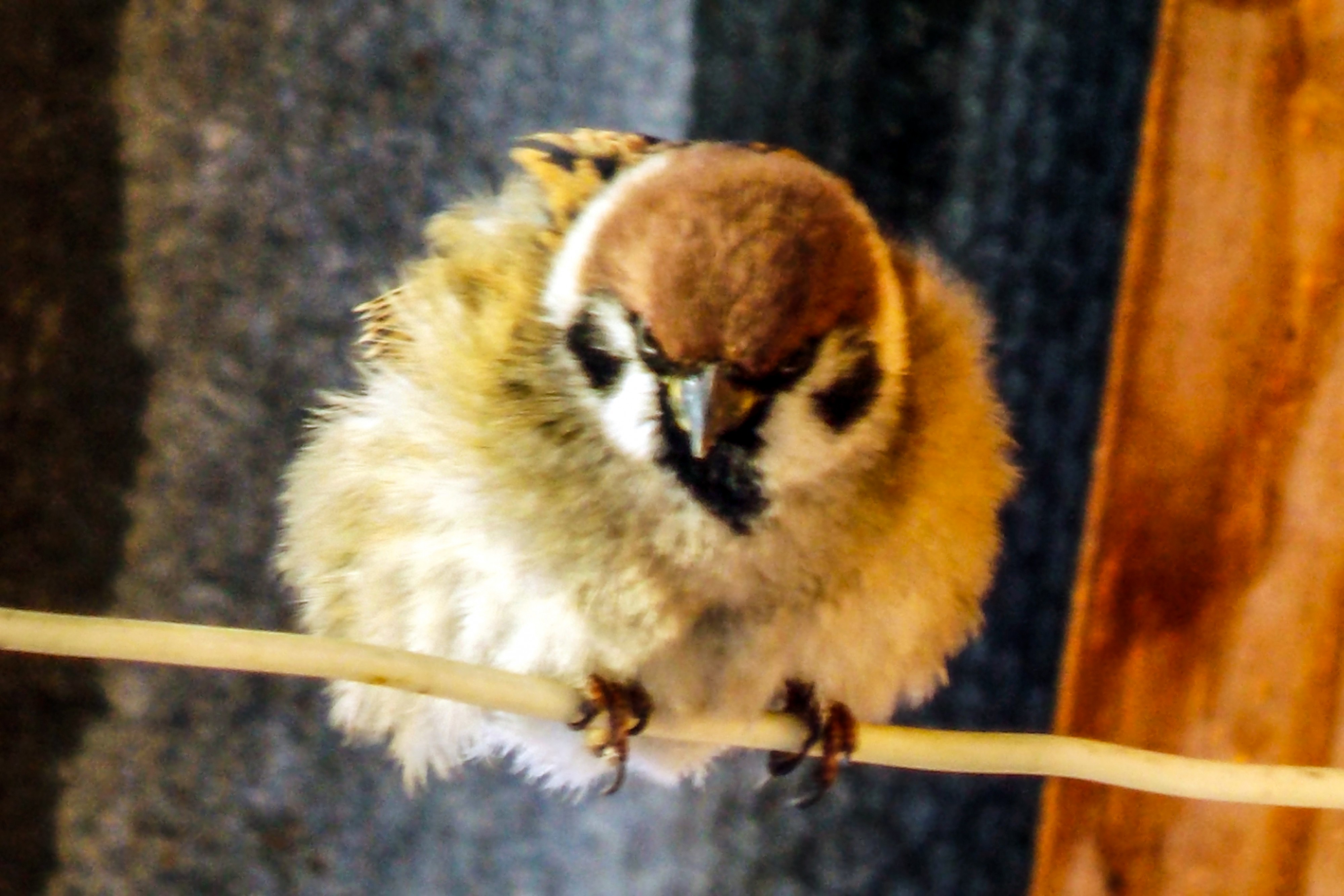 Angry bird или суровый воробей