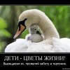 Дети-цветы жизни