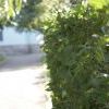 IMG 0970 IMG 0970
