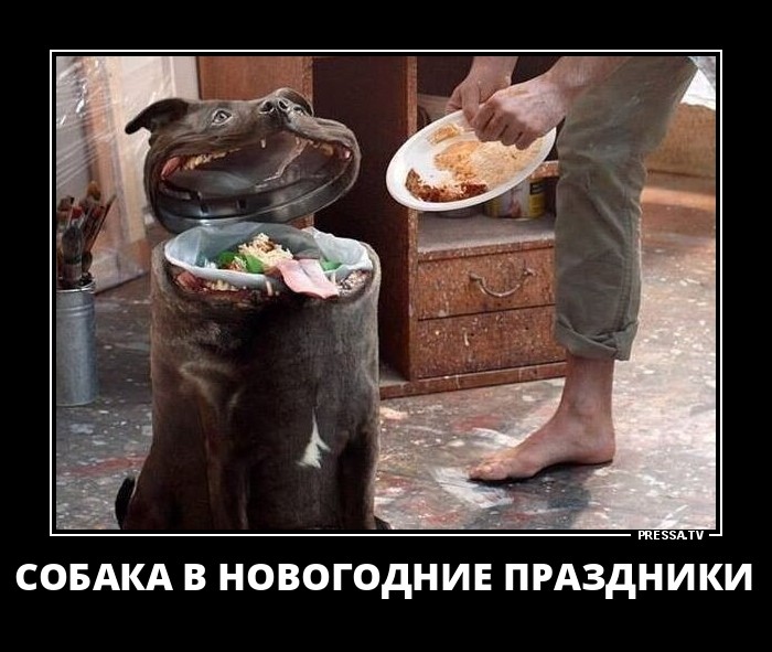 Собака в праздники
