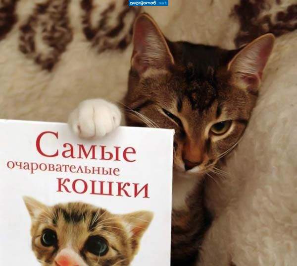 Кошачий плейбой ))))