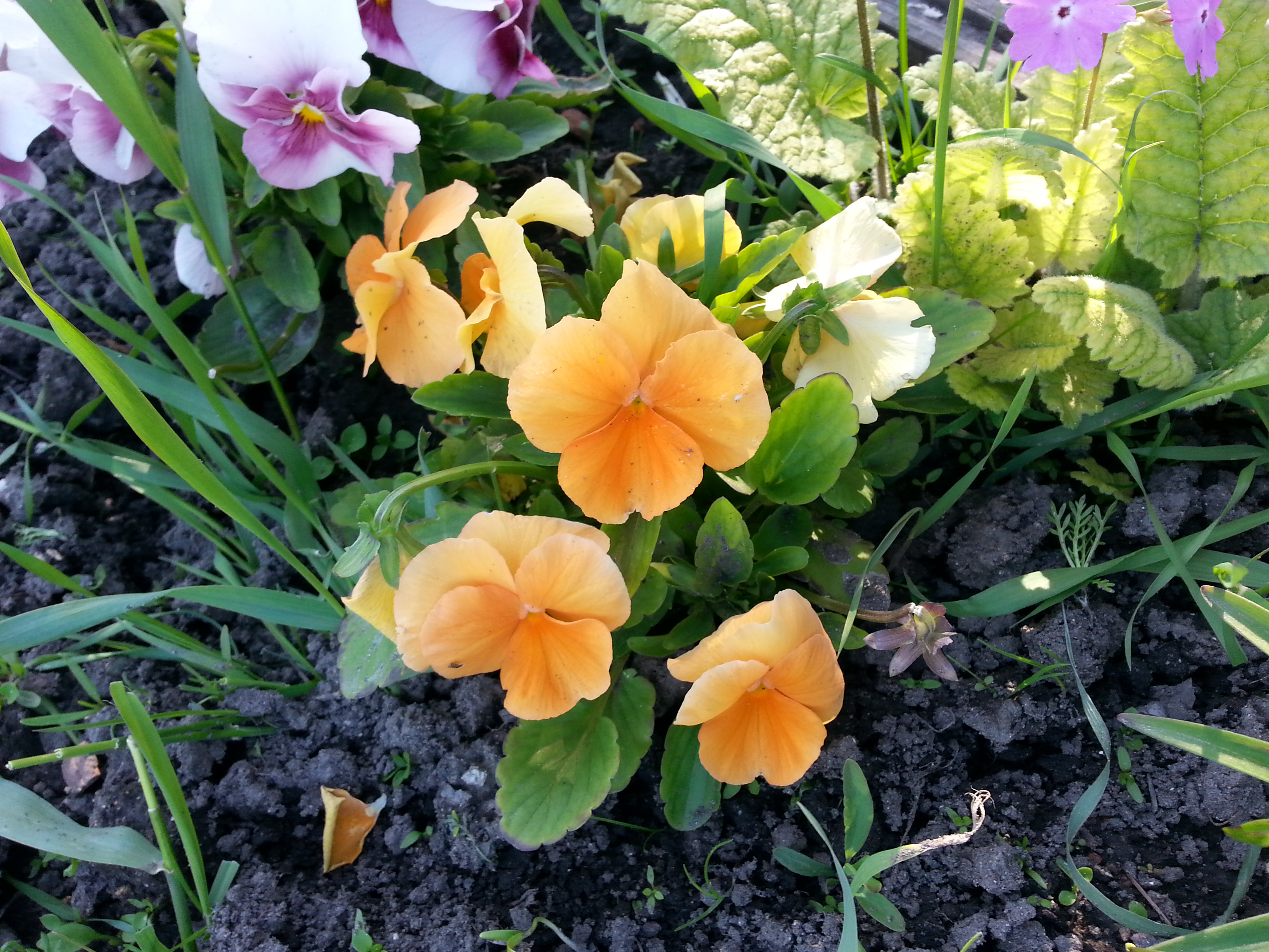 Онюткины глазы)))))