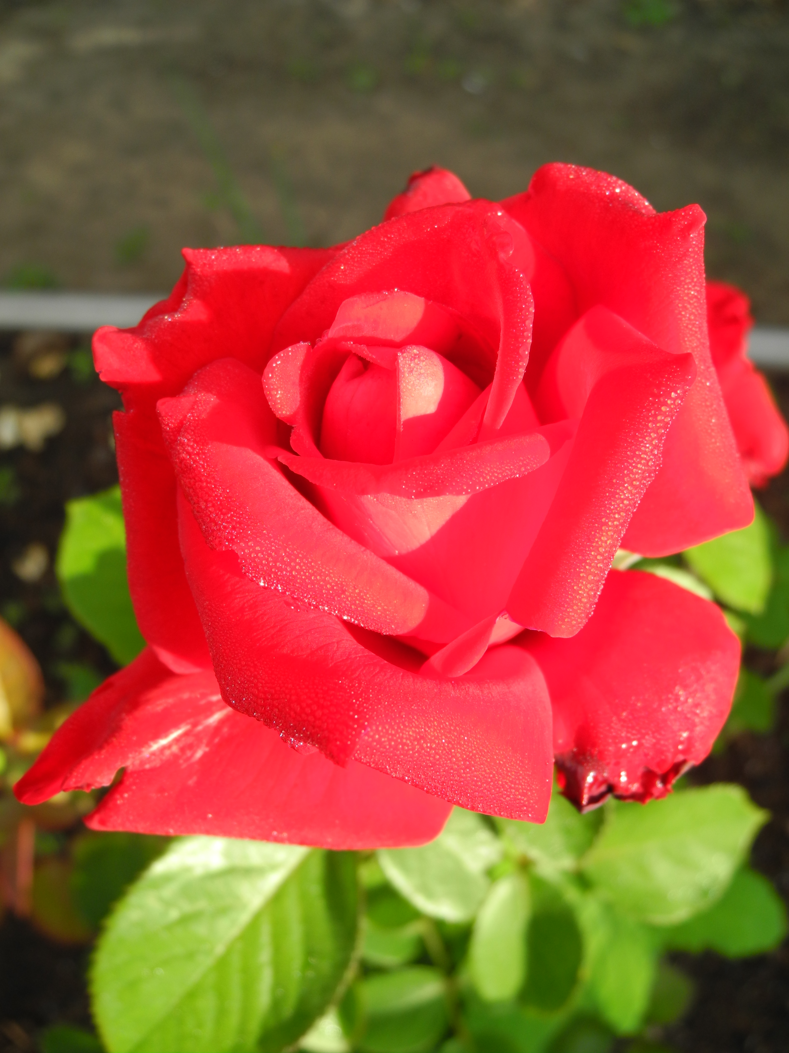 DSCN4062
