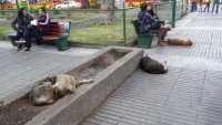 бродячие добрые собаки бродячие добрые собаки