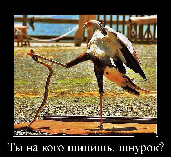 Не шипи-шнурок