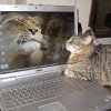котэ котэ