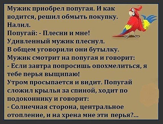 Мужик приобрел попугая