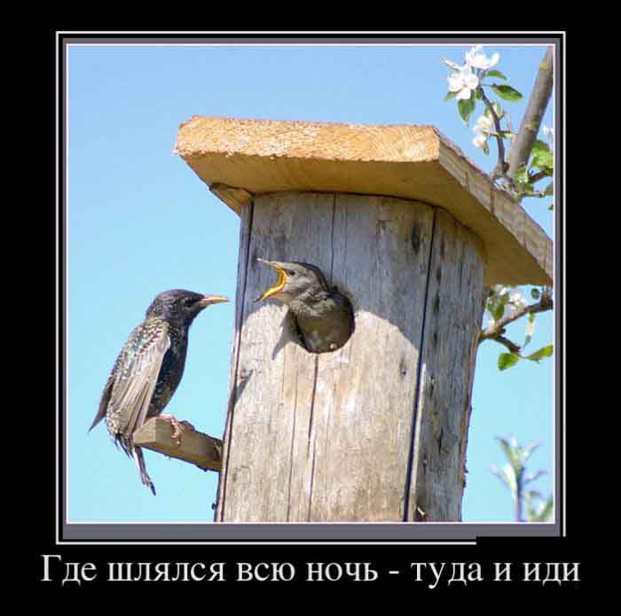 Где шлялся