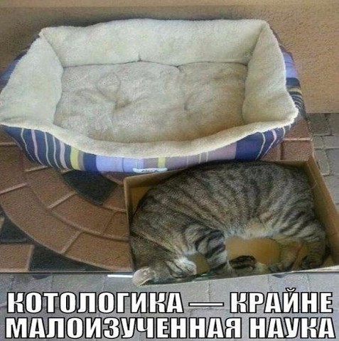 Котологика
