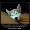 Зависть к собаке