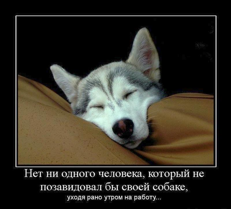 Зависть к собаке