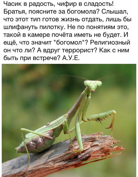 чокаво багамол чюваг))))