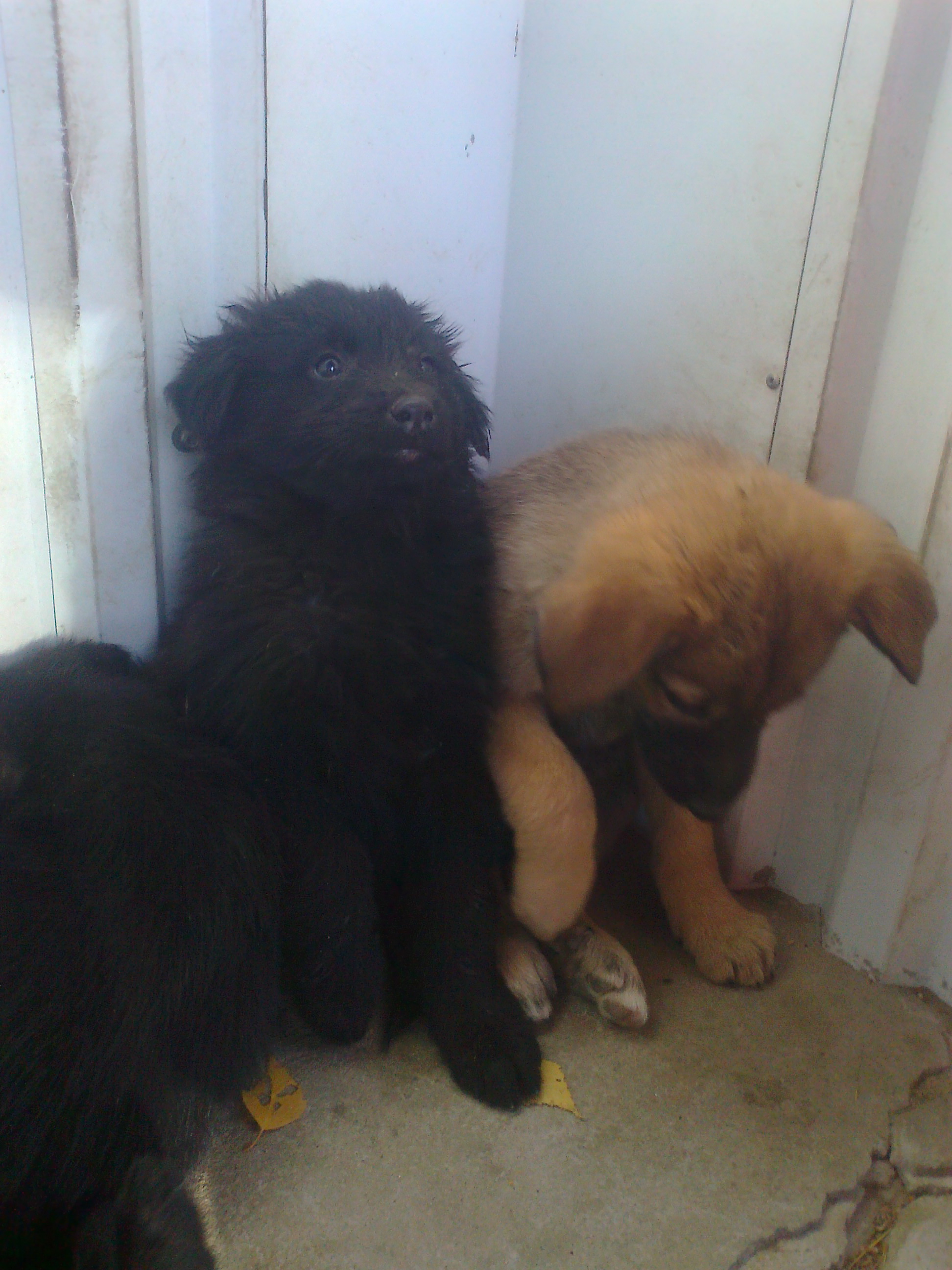 может нужны кому  щенки на дачу от сторожевых родителей 