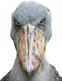 Он смотрит на тебя как на Г@ВНО Он смотрит на тебя как на Г@ВНО