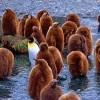 Взрослый королевский пИнгвин и пОдростки
