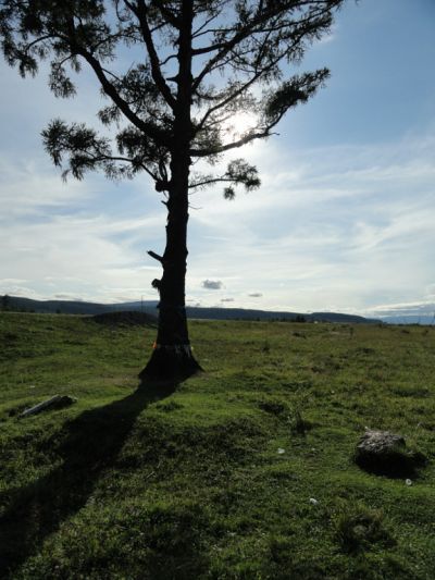 Фото №1 - Древо по пути на Аршан: мы ехали на Аршан,  остановились покушать, и  я сделала это фото.