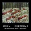 Грибы Грибы