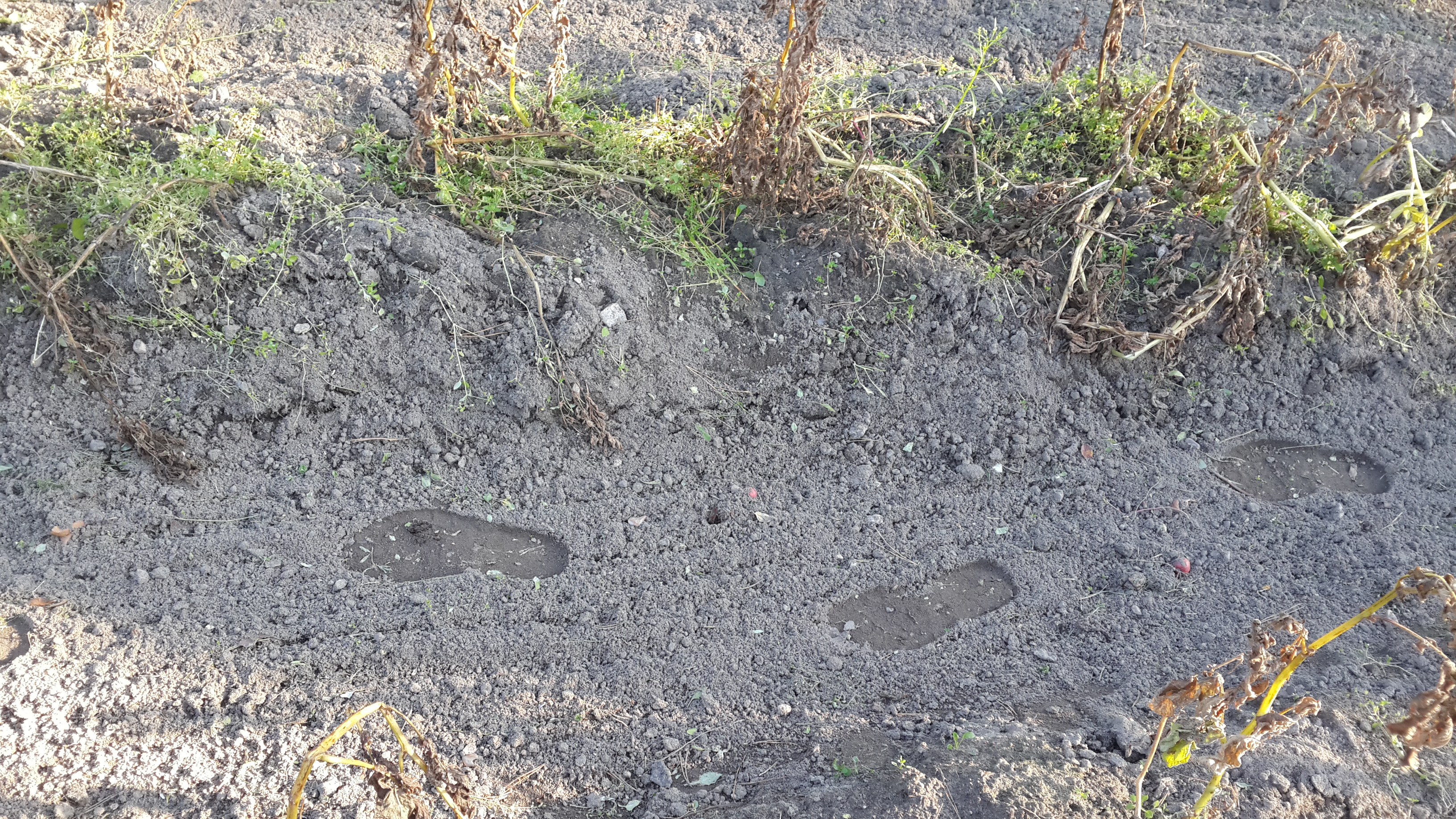на пыльных тропинках далеких планет останутся наши следы 