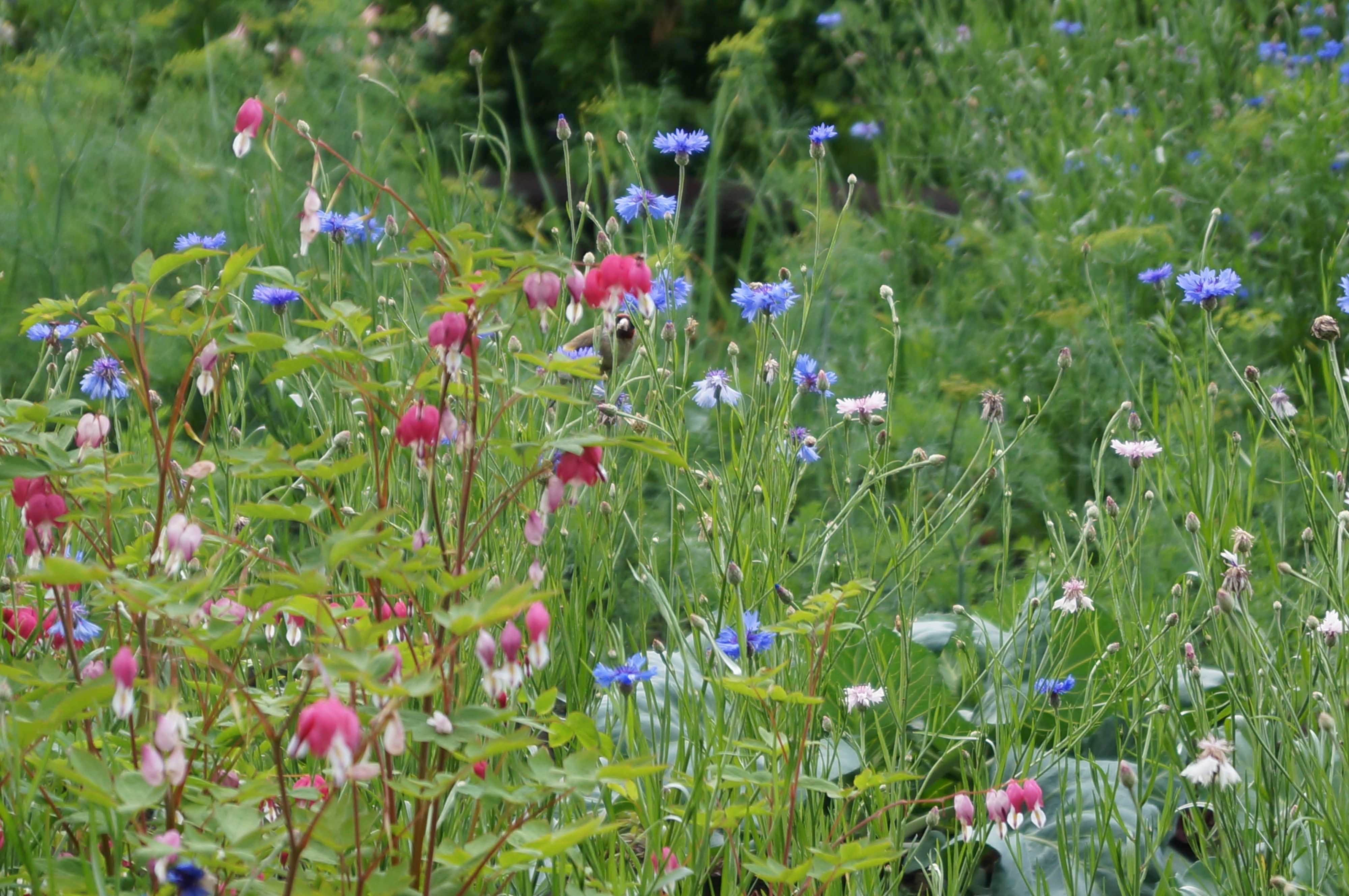 Щегол василькует