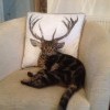 Котэ