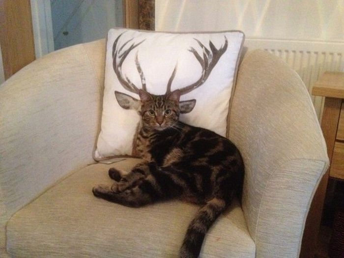 Котэ