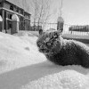 Котэ Котэ