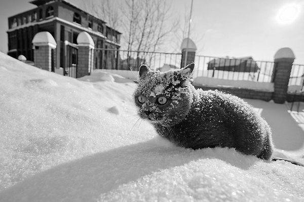 Котэ