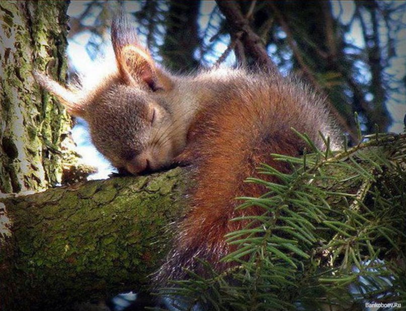 приятный сон