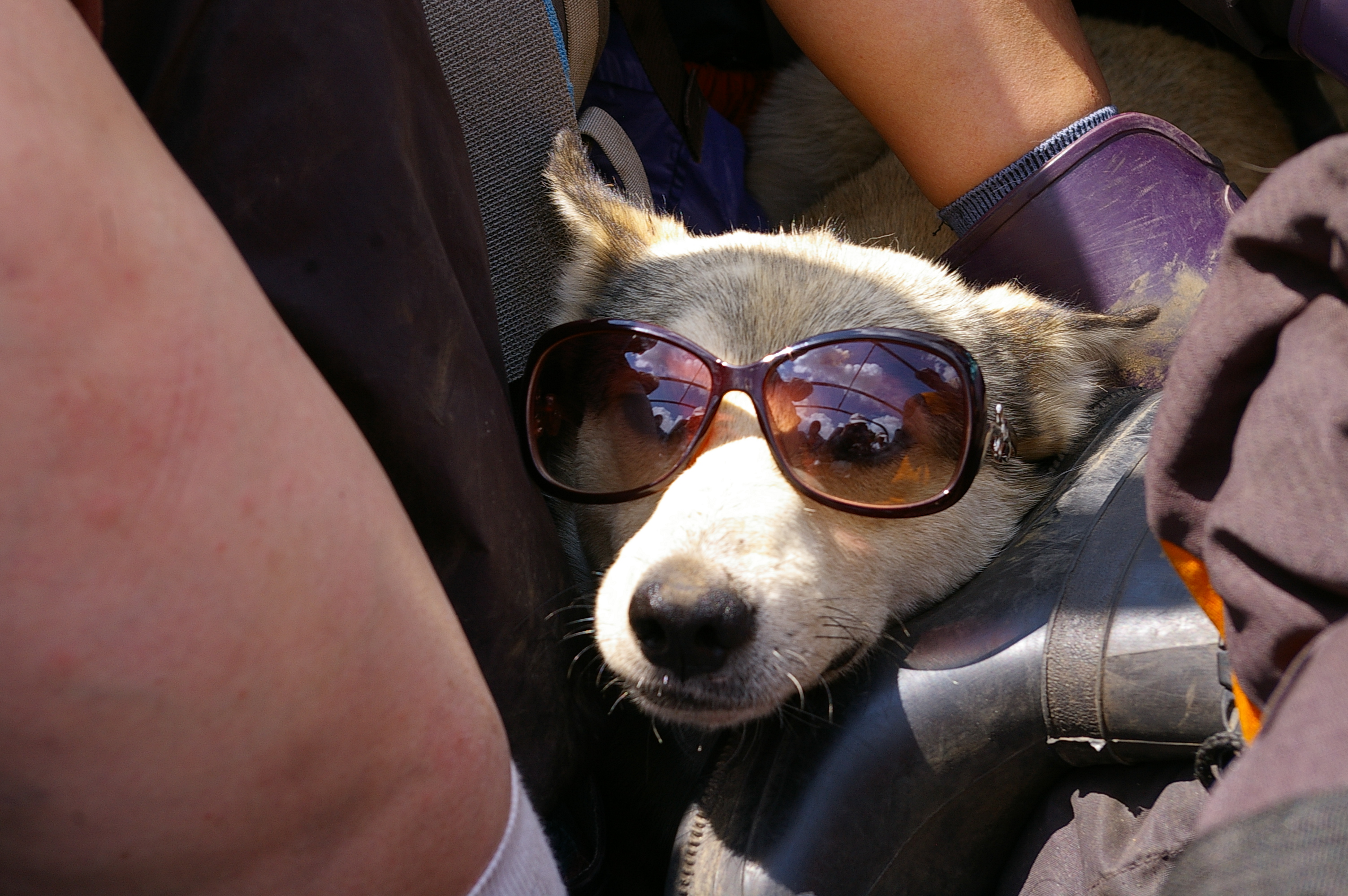 собаки тоже боятся яркого свету