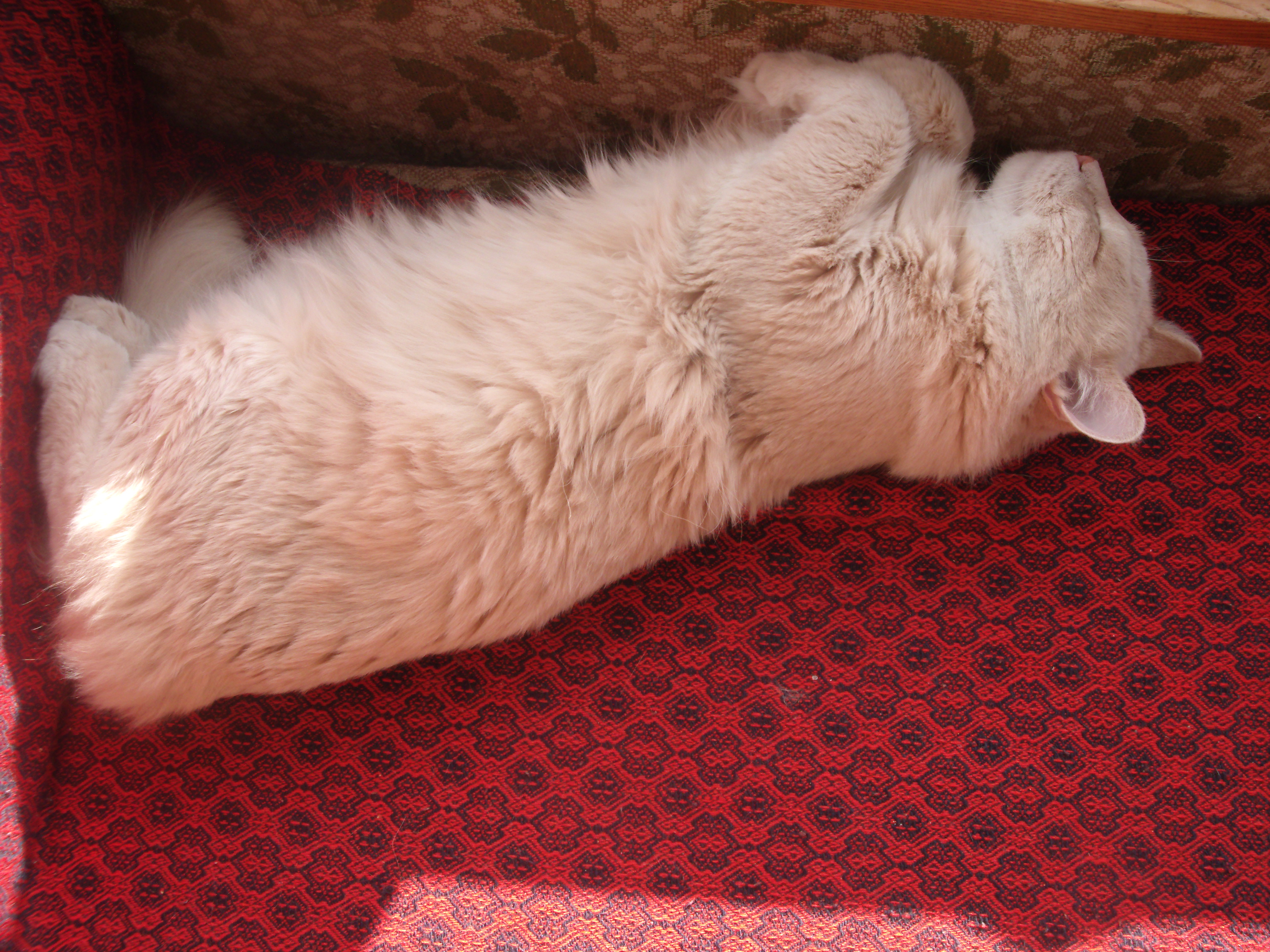 Любитель в кресле поспать.