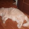 кота мой 