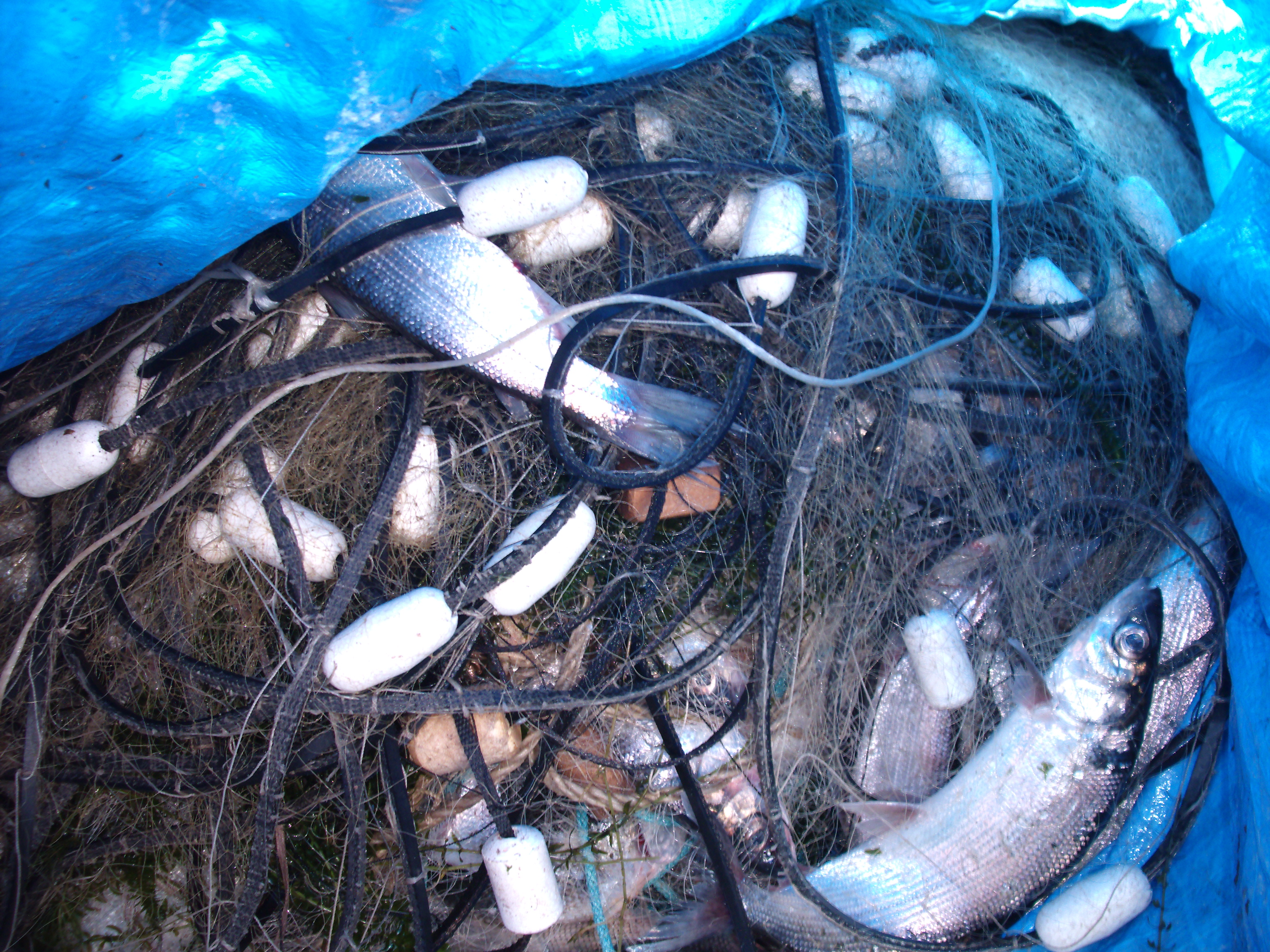 Свежий улов.