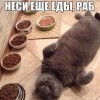 Котэ