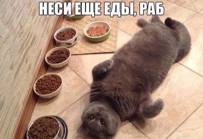 Котэ