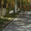 спасите щенков спасите щенков