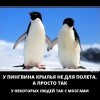 Крылья пингвина Крылья пингвина
