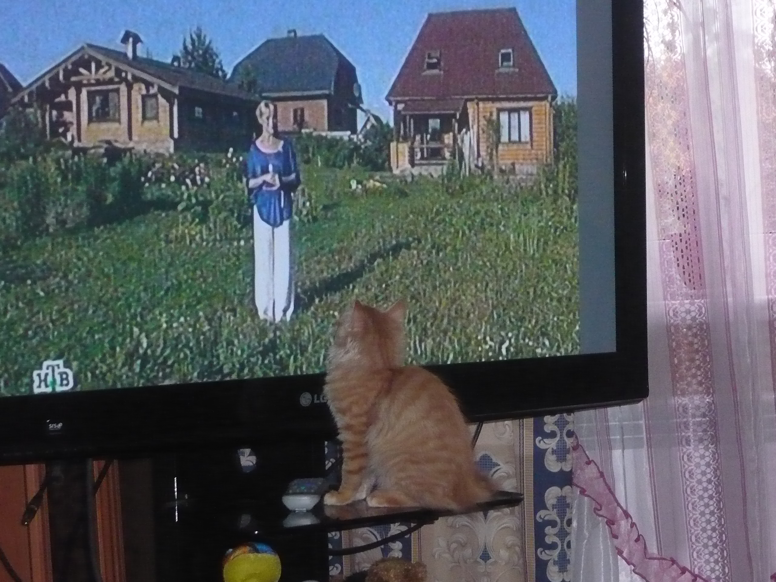 Как построить кошкин дом?