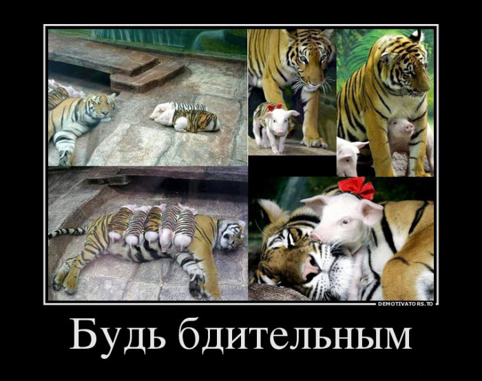 Будь бдительным