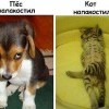 Пакости