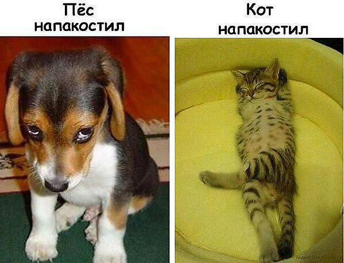 Пакости