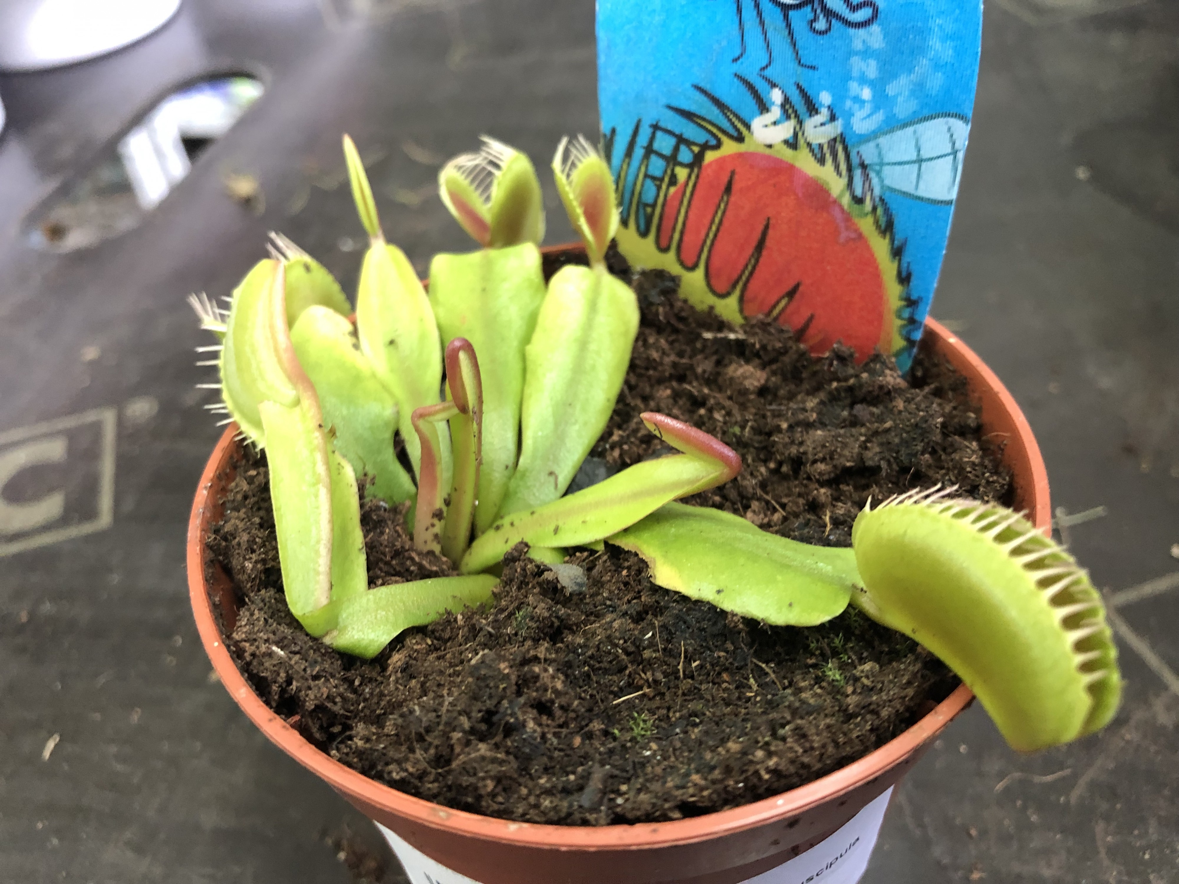 Венерина мухоловка